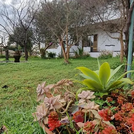 Piras Armando